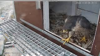 Kwidzyn Orange PL - Female returns with a scream to nest, on landing, departure - 2024 11 05 07 38