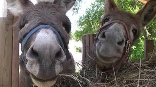 Donkey time, no really, these JA are so adorable