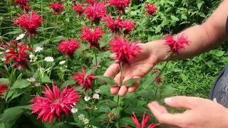 Beebalm (Monarda didyma) at Wild Ridge Plants