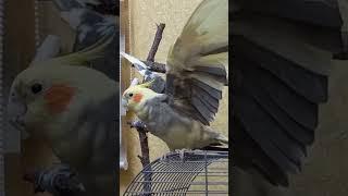 Cockatie lMating Call. Male Cockatiel Sound. Cockatiel Mating. Cockatiel Singing. Cockatiel Bird