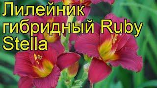 Лилейник гибридный Руби Стелла. Краткий обзор, описание характеристик hemerocallis Ruby Stella