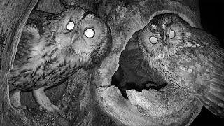 Tawny Owl Begins New Search for Nest | Luna & Bomber | Robert E Fuller