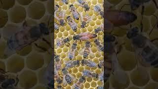 Bleta 2023 Mbreteresha Sicula Dakoli