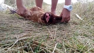 GIRL SLAUGHTER CHICKEN - Video 1