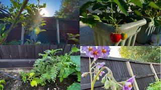 July Month overview of my Garden by Kay4Life UK
