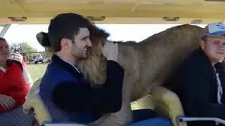 Taigan Lion Park.  Where Lion Hug Tourist.