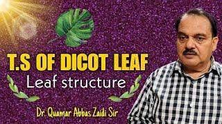 T.S of dicot leaf ll Leaf structure l dicot leaf ll structure of dicot leaf ll zaidi sir #leaf #2024