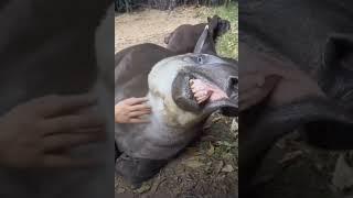 tapir sonriendo 