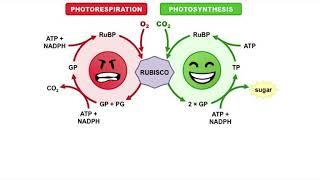 Bio 121 Video4: Photosynthesis C3, C4, and CAM pathways