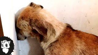 ПЁС НЕСКОЛЬКО ДНЕЙ СМОТРЕЛ НА СТЕНУ И ТОГДА ХОЗЯИН ПОНЯЛ ПОЧЕМУ... [Белый кот]