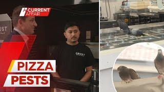 Pigeons caught on camera raiding toppings at Sydney pizza shop | A Current Affair