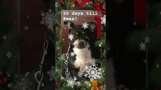 22days till Xmas! #christmas#merrychristmas #music #cover #navidad#petlovers#funny#reels#roblox#fyp