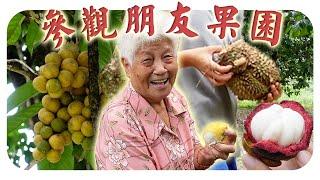 婆婆去榴莲芭吃吃喝喝，好开心！| Durian farm