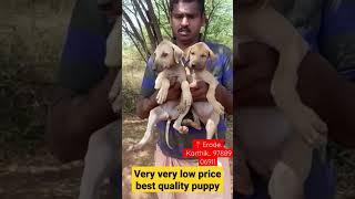 97889 06911 Olagadam Pets Mani