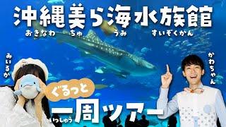 美ら海水族館行く前に見て！ジンベエザメと100倍楽しめるツアーwithみいるか