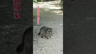 The raccoon wants to go home with someone.浣熊想跟人回家