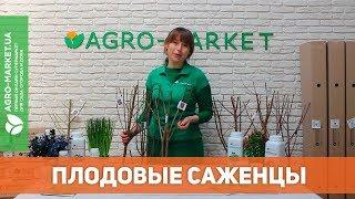 Плодовые саженцы | Черешня, абрикос, персик, слива,  вишня, гибридные саженцы | Agro-Market.ua