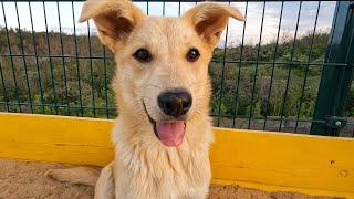 From the Streets to a Smile — the Journey Through Love Furry Friends