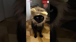 oooh_my_catTrue love 🫣#cat #funnycat #kot #life #animals #shortvideo #shorts