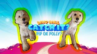 Who will catch it? Pip or Polly?