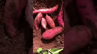 sweet potato digging, organic farming