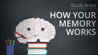 This is how your memory works: encoding, storage and retrieval | Study Arata 19