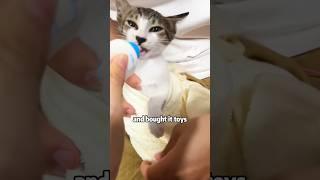 Kitten that keeps hitting the glass #shortvideo #rescue #cuteanimals #pets #anime #cat