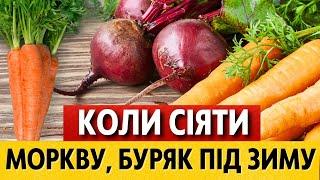 КРАЩІ ДНІ сіяти МОРКВУ, БУРЯК ПІД ЗИМУ в листопаді, грудні 2024 НАЙКРАЩІ ДАТИ за місячним календарем