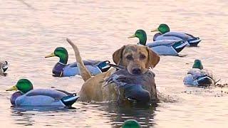 What is the most popular hunting dog breed in the world?