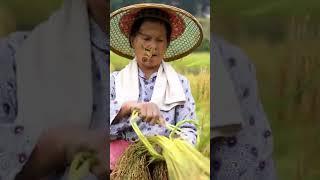 Farmers face land shortages, climate change, and pressure to adopt new technologies #america #facts