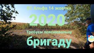 Соняшник 2020 ЕС Альфа 14 вересня.Ще зелений