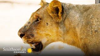 A Lost Lion Cub Risks Everything to Find His Family  Big Cat Country | Smithsonian Channel