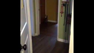 Cat Plays Fetch