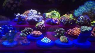 120g Reef Tank Build - Coralust.com