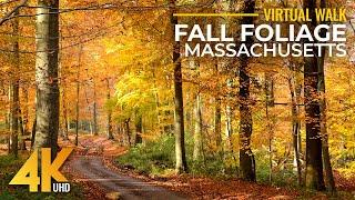 4K Fall Foliage of Massachusetts Forest - Walk on Keystone Arch Bridges Trail with Birds Sounds