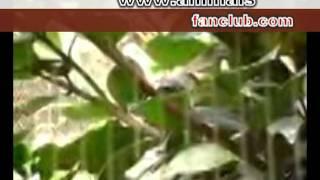 Black-winged starling         ‏.mpg