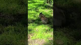Bunny Diary: skittish? no!  #lionheadrabbit #rabbit #bunny #lionheadrabbit #bunny #rabbit