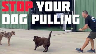 STOP your dog pulling! #dog #dogs