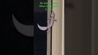 Strangest lizard in my home #shortsfeed #shortsviral #shorts #tretree d#viraling e