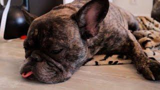 French Bulldog Routine