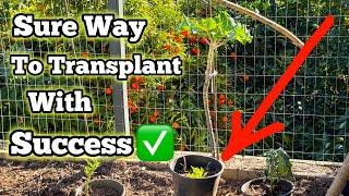 Planting FREE PLANTS in the Ground EASY Successful Way to Transplant Cuttings to Vegetable Garden