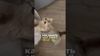 Как понять что кошка любит вас?️