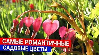 Самые романтичные садовые цветы