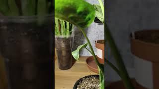 Алоказия Кукулата. Алоказия. Экзотические растения.
