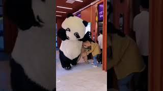 Panda Kocak #Shorts #Funny #TikTok