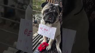 Will you be my…..?#pug #dog #shorts #valentine #cute