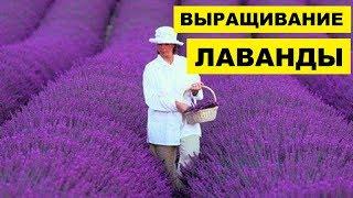 Выращивание Лаванды как бизнес идея