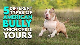 5 Different Types of American Bully Which One is Yours