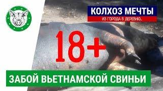 СТРОГО 18+ !!!! Забой свиньи, опаливание, смоление, разделка.