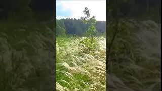 Ковыль Часть 1